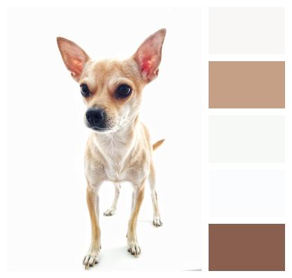 Chihuahua Dog White Background Image